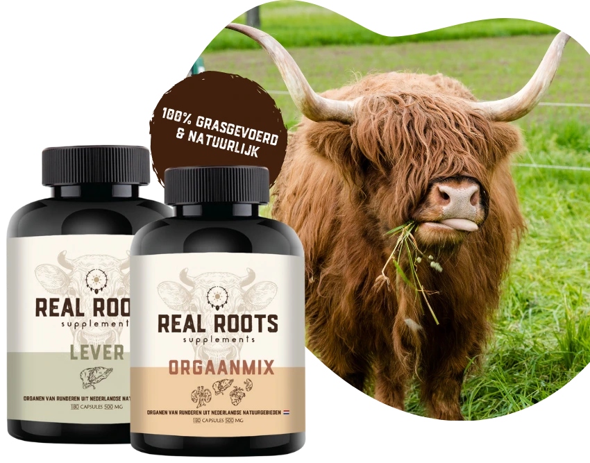 Real Roots Orgaanmix en Lever supplementen van 100% grasgevoerde runderen, natuurlijk en duurzaam – Schotse Hooglander in een groene weide op de achtergrond