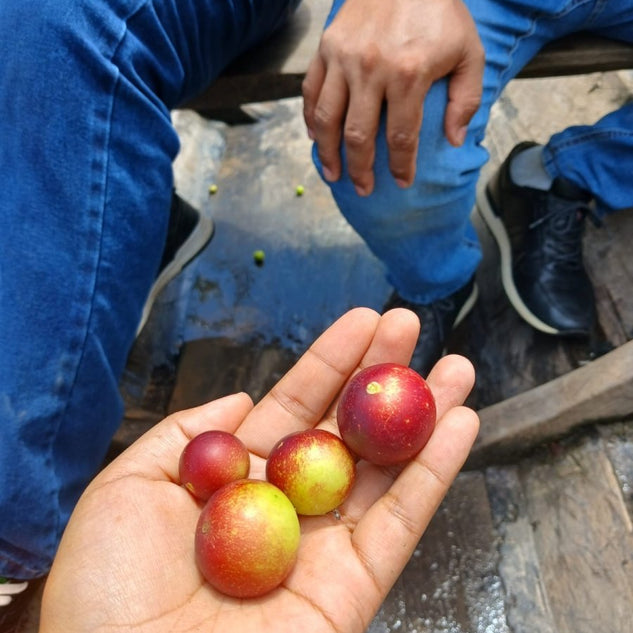 CAMU CAMU CAPSULES - Real Roots