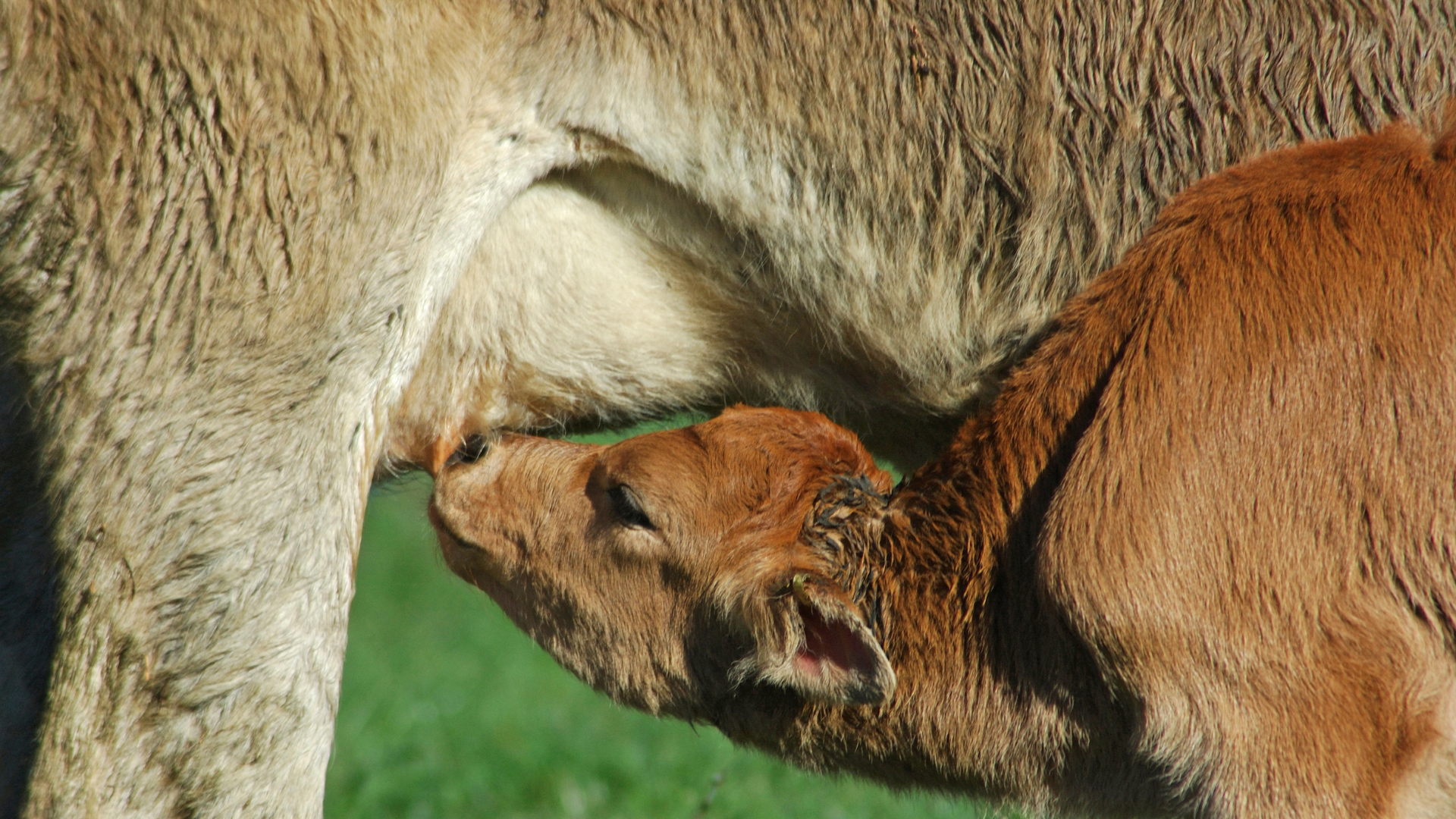 Jong kalf drink colostrum van de moeder