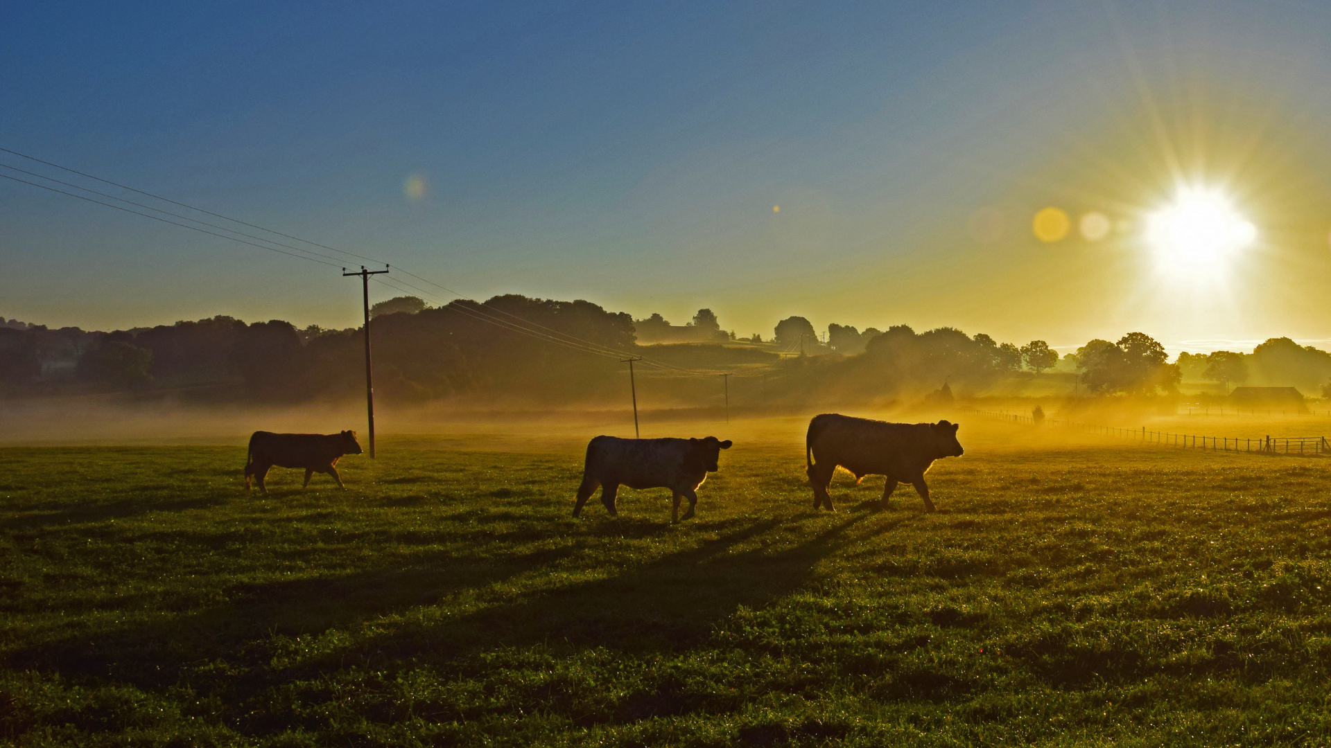 Runderen lopen in een grasveld met zonsopkomst.